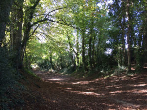 lane